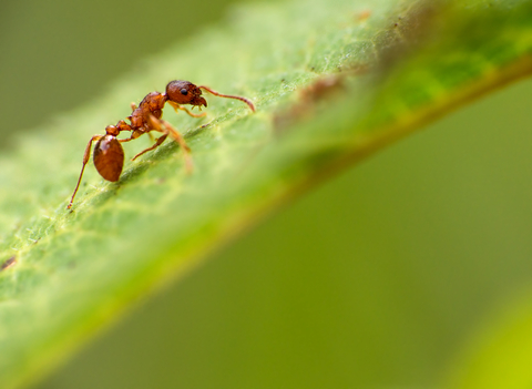 Big on sale red ants